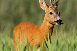 Deer Dreams