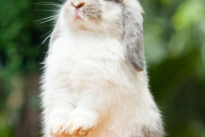 Floppy-Eared Friends