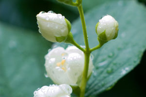 Blossoming Through the Cold