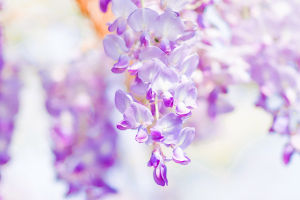 Wisteria Wisdom