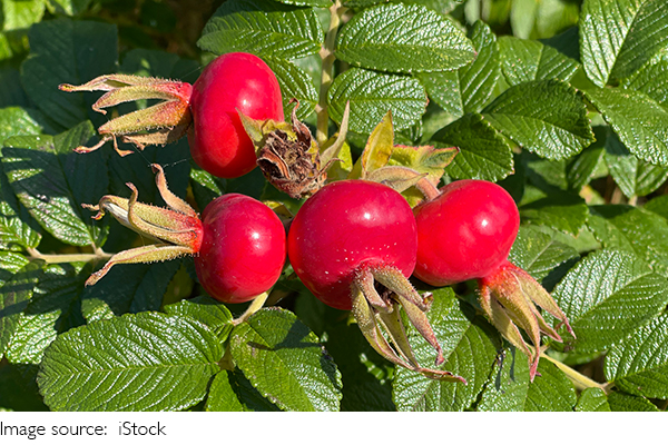 Ausgewogener Obstkonsum