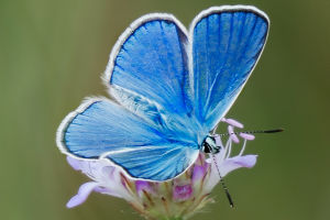 Butterfly Diversity