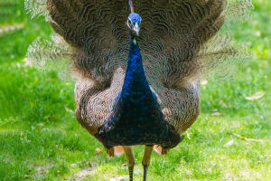 Peacock Characteristics