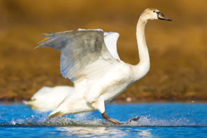 Elegant Waterfowl