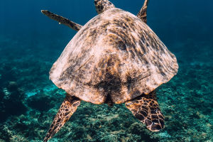 Marine Reptile Wonders