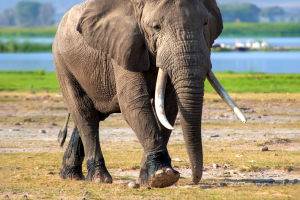 Elephant Diversity