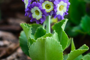 Auricula Elegance