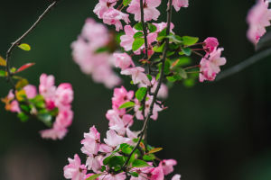 Floral Elegance