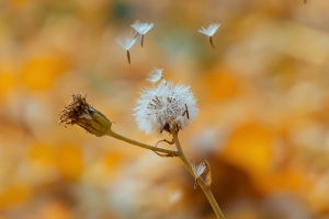 Dandelion Flight Mechanism