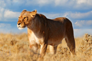 Lion's Hunting Mastery