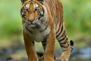 Tigers  Exploration