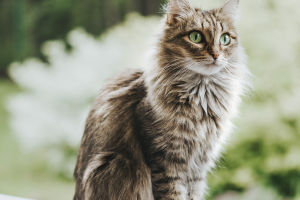 Cats: Beloved Companions