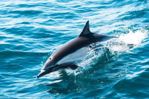 Whale Watching