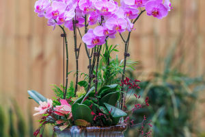 Orchid Cultivation Tips