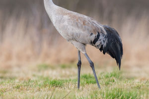 Grus grus Insights