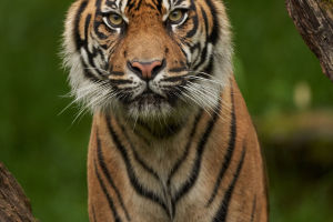 Tiger Evolutionary Study