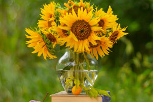 Sunflowers