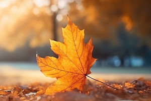 Falling for Fall