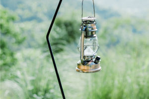 Light Up the Wild