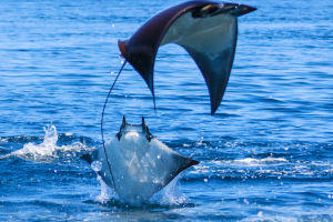 Ocean Phantoms