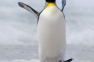 Penguin Sovereigns