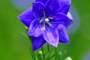 Tranquil Elegance