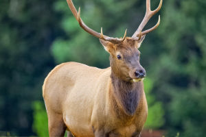 Elk in Wetlands