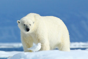 Polar Bear Insights