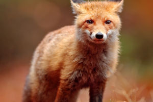 World's Largest Foxes