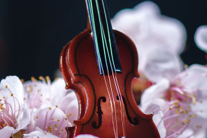 The Violin Legacy