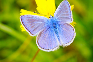 Nature's Waterproof Marvels