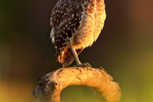 Awesome Owls