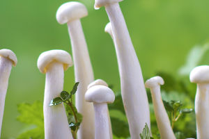 Savoring Nature's Pharmacy