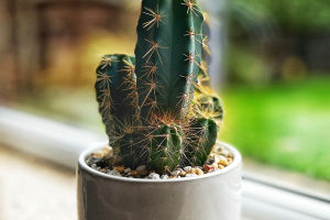 Wonders of Cacti
