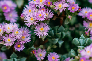 Succulents Blooms