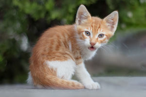 Feline Traits Overview