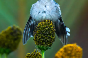 Hummingbirds: Tiny Wonders