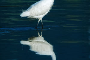 Graceful Egret Ecology