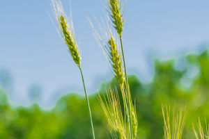 Bekoji's Barley Secret