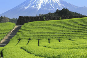 Shizuoka Tea Excellence