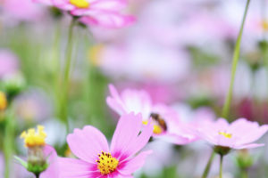Blossoming Brilliance