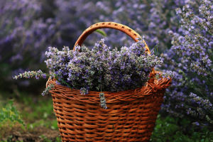 The Romantic Herb