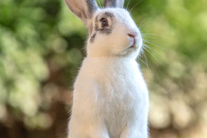 Fabled Fuzzies