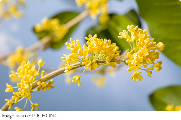 Ароматические тонкости