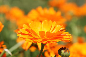 Ephemeral Beauties