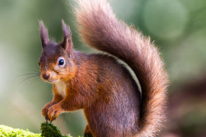 Squirrel