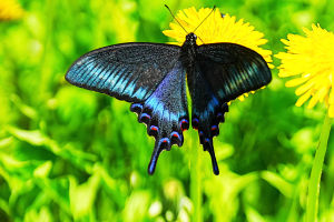 The Largest Butterfly