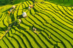 Thai Rice Terrace