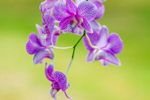 Thai Orchids