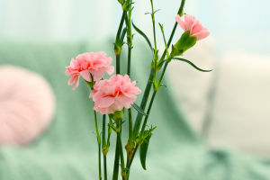 Carnations